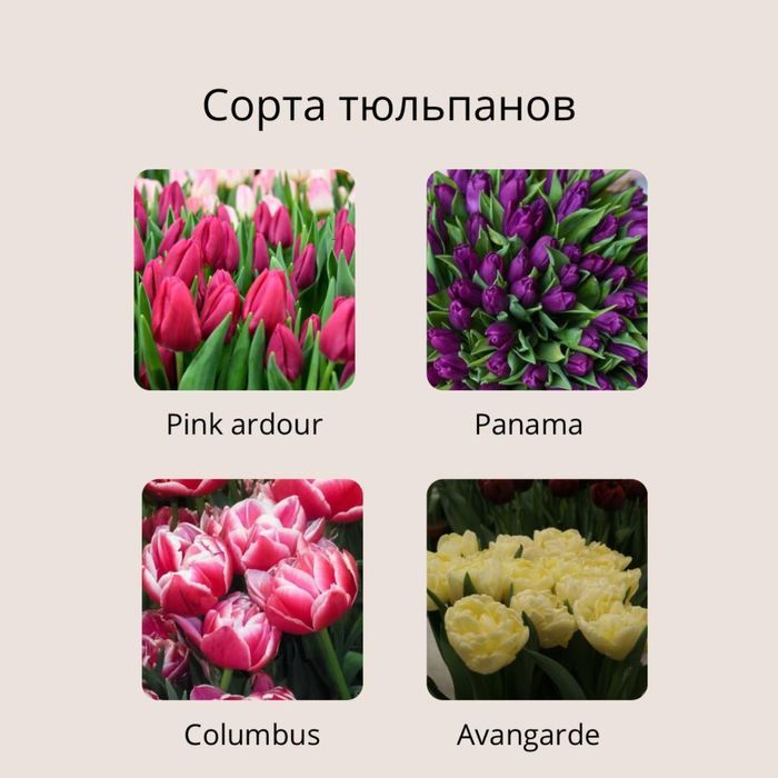 Горные тюльпаны оптом и в розницу