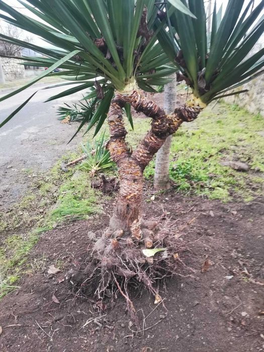 Палма юка външна студоустойчива