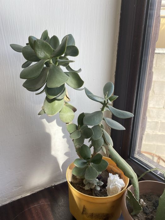 Сансерверие  долоровое дерево