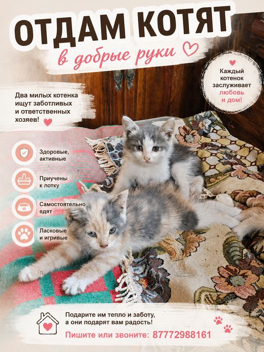 Котята даром в добрые руки