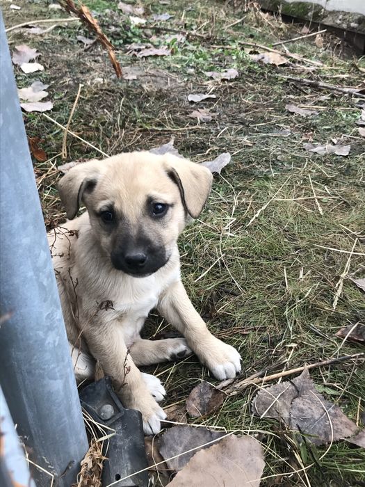 Щинята в добрые руки!