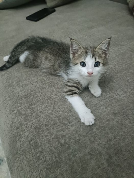 Отдам домашнего котенка мальчик.