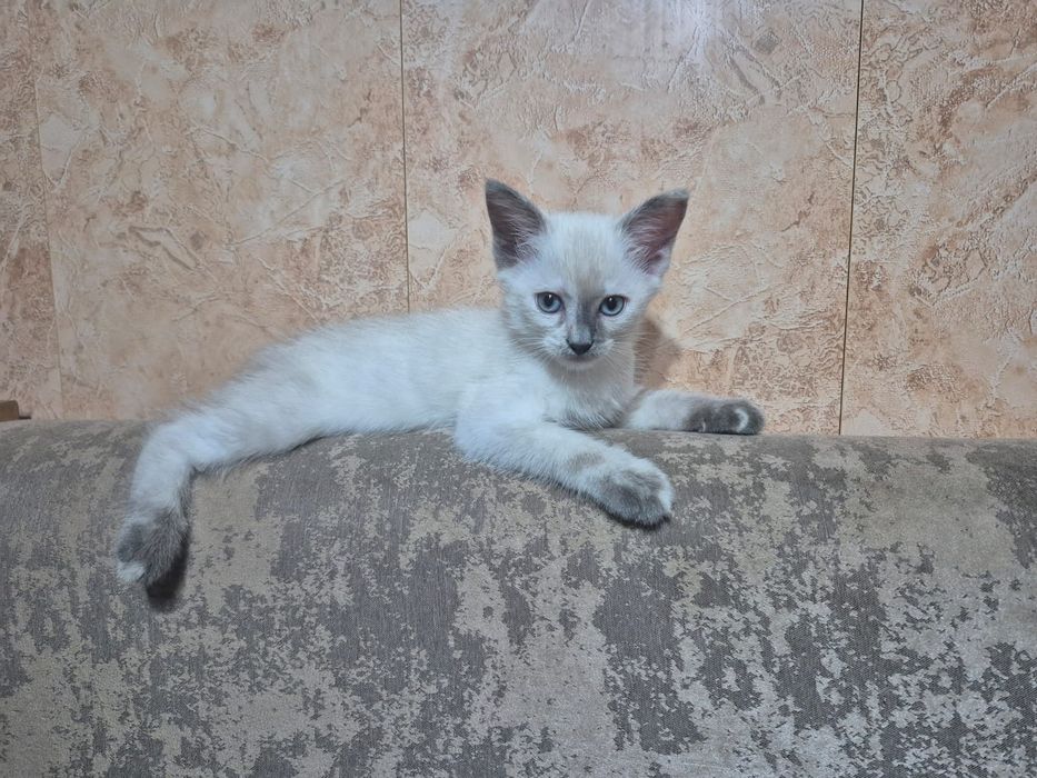 Котенок девочка в добрые руки