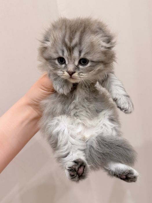 Котята вислоухая
