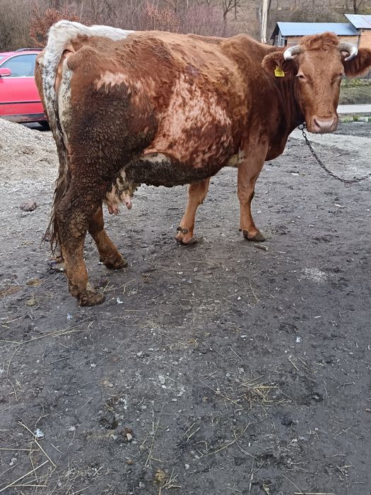 De vânzare vacă gestantă