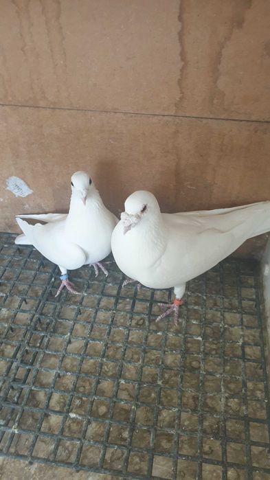 Ocazie! Vand pereche voiajori albi sport sanatosi, deosebiti, TOP!