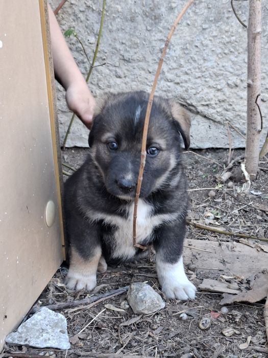 Отдаются 2 щенка в добрые руки