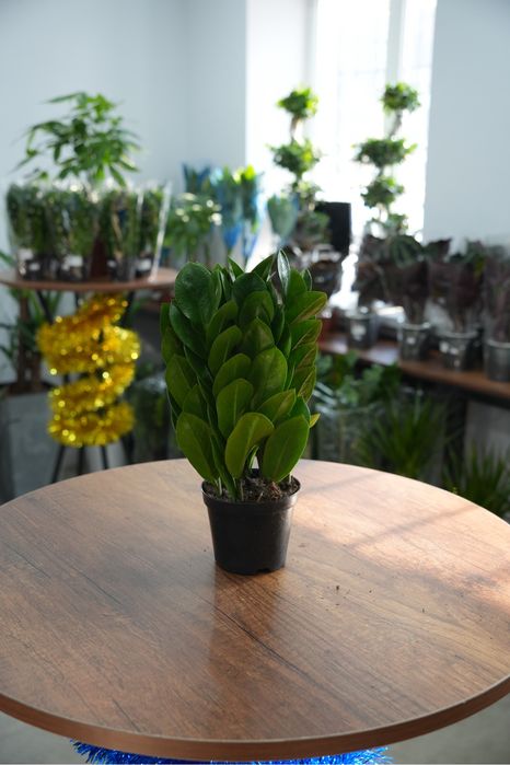 Замиокулкас пирамида