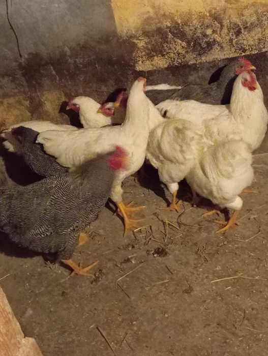 Vand cocosi playmout