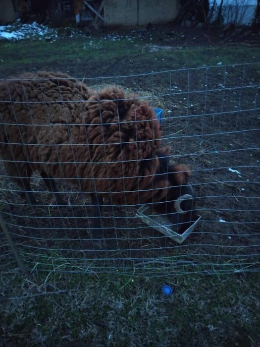 Мъжки овет коч става за оплождане