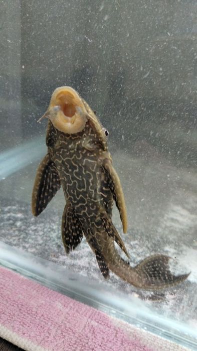 продаются Сомики И рыбки черный принц