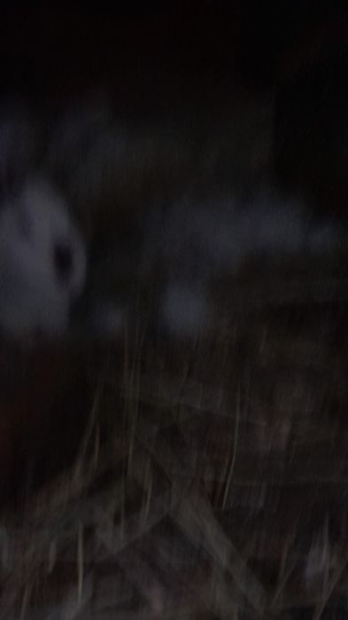 De vânzare iepurita rasa hicole francez cu  11 puisori foarte frumoși