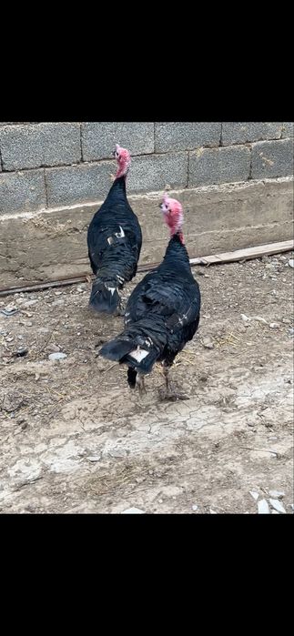 Индюк  еркегі 2шт