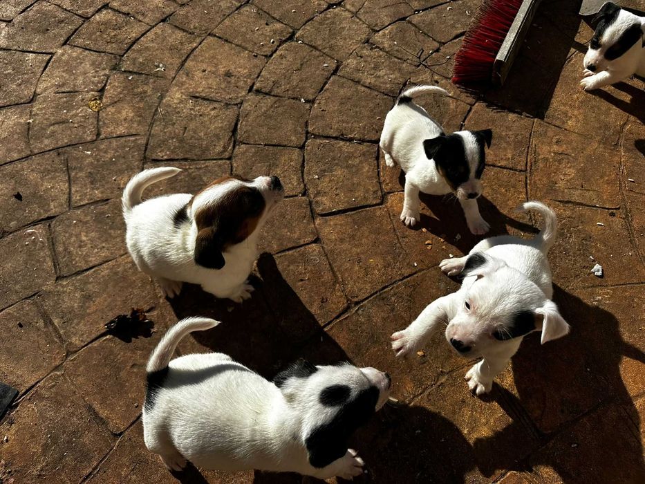 Catelusi jack rusell