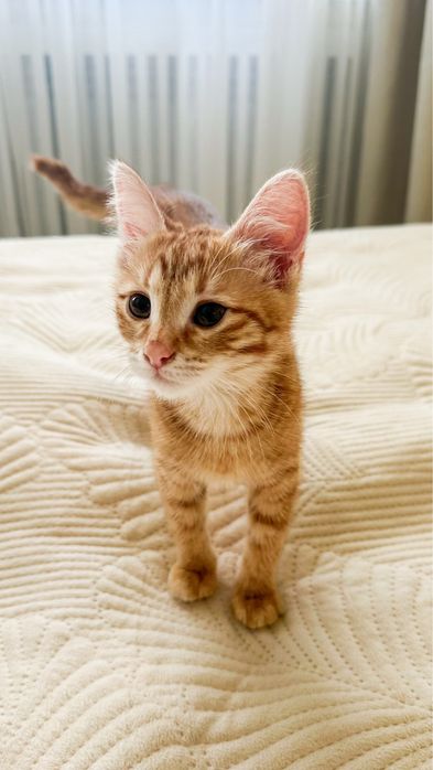 Котенок девочка Люмми