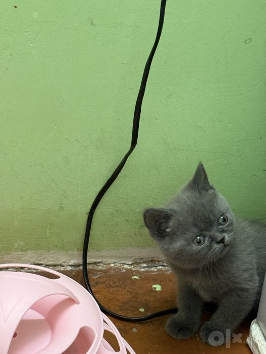 Скоттиш страйт британец