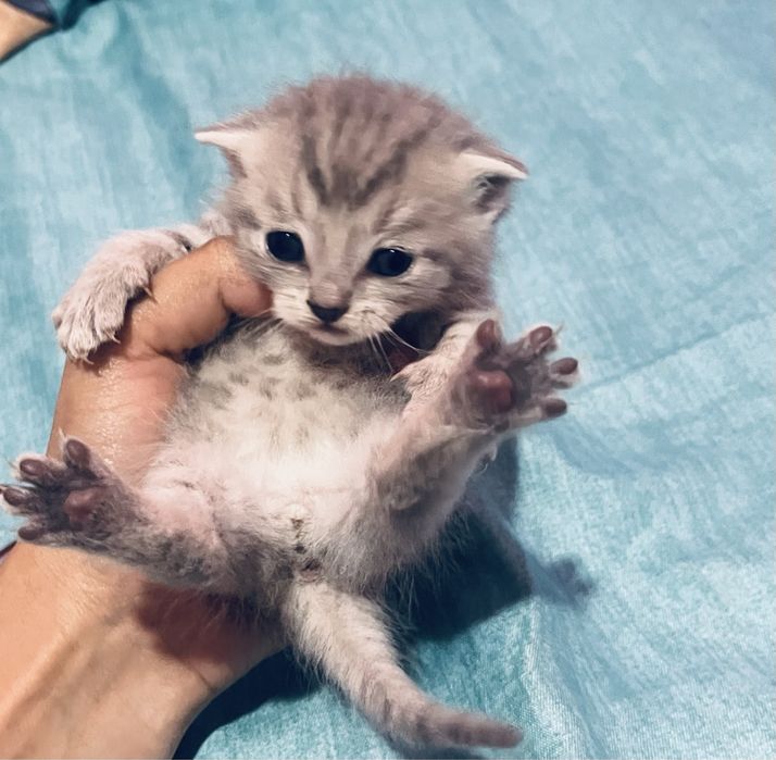 Кошка с котятами