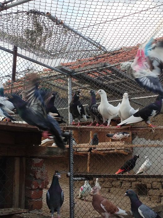 Гълъби Пазарджишки високолетачи Ловени чужди,