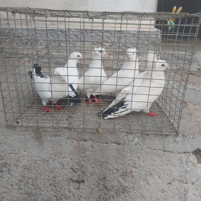Чернахвост чубати бровястые