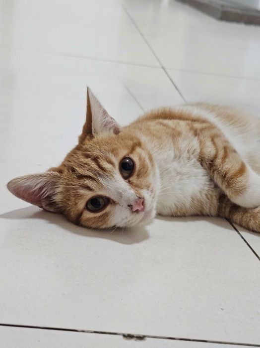 Отдам подрощенного котёнка