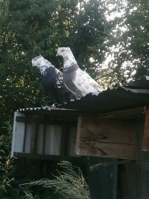 Продам голубей "Сочи"  пара.