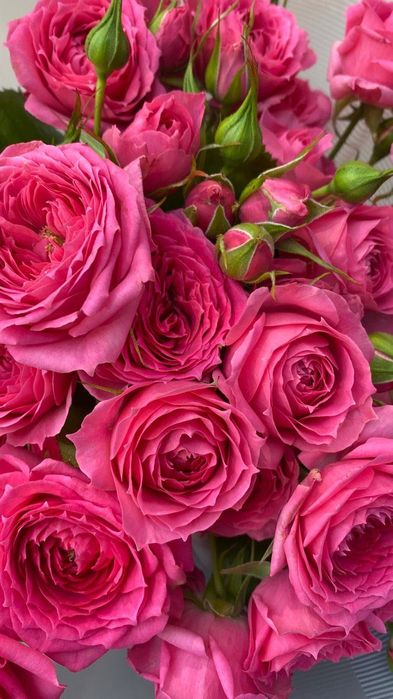 Розы оптом и в розницу