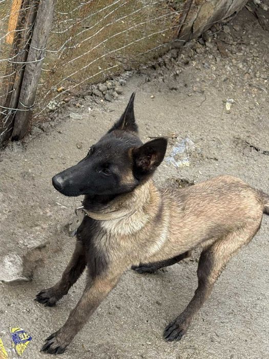 Белгийска овчарка