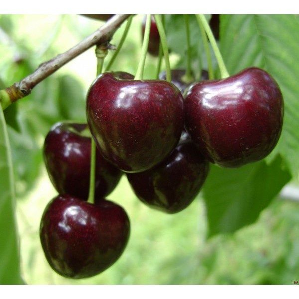 Pomi Fructiferi Pitic Dwrf (Cires )