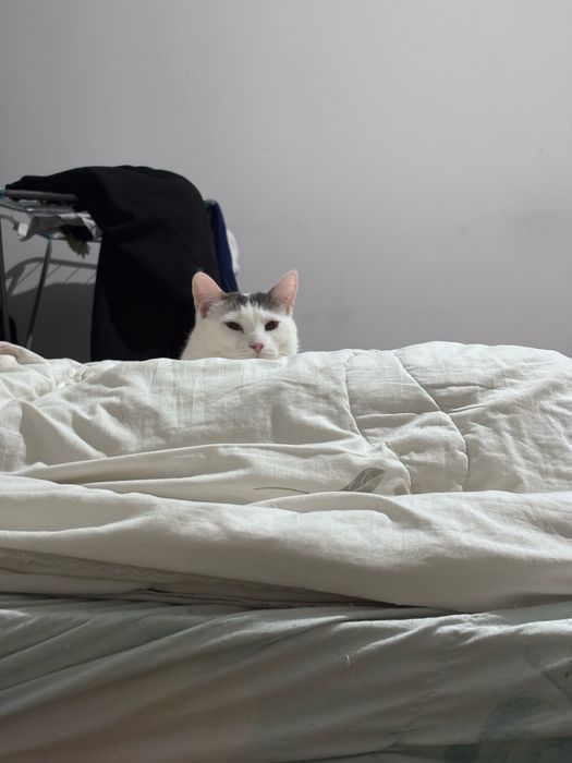 Кошки с паспортом!