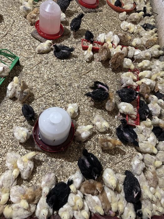 Vând pui de carne, rasă mixtă și pui de curcă!