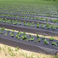 Folie Agrotextil.Densitate 100 gr/mp.Grosime 0.5 mm.Tratata UV.