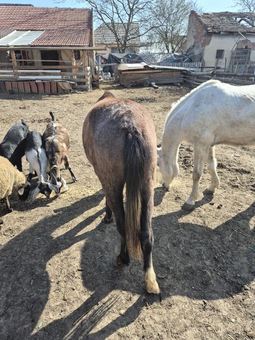 Vând o iapa si un manz