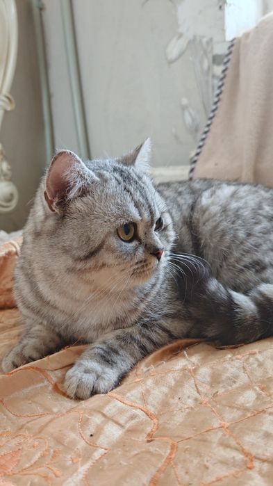 Кот Шотландец Скоттиш Страйт