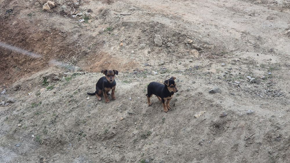 Кученца търсят дом