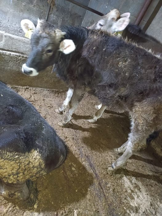 Продам тёлку Алатауской породы