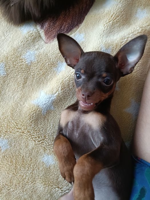 Продам той терьера. Девочка