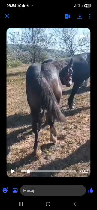 Manz de 6 luni de vânzare cu forme bune