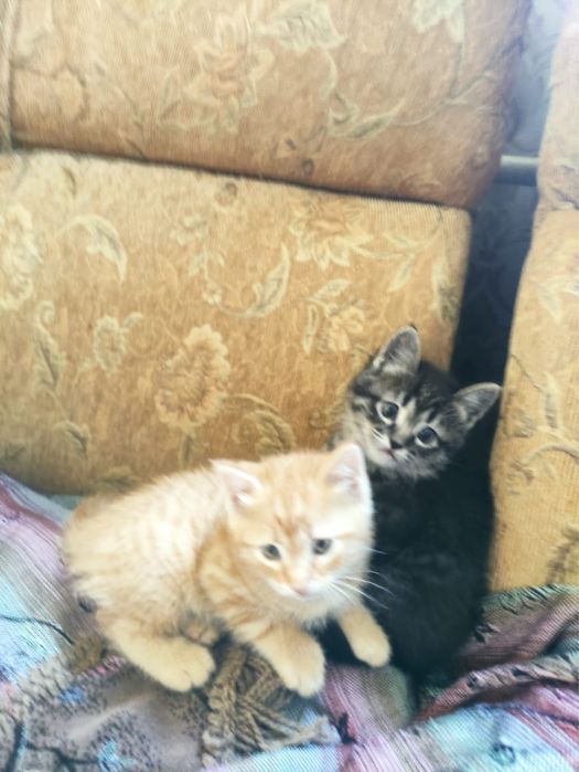 Отдадим котят в добрые руки
