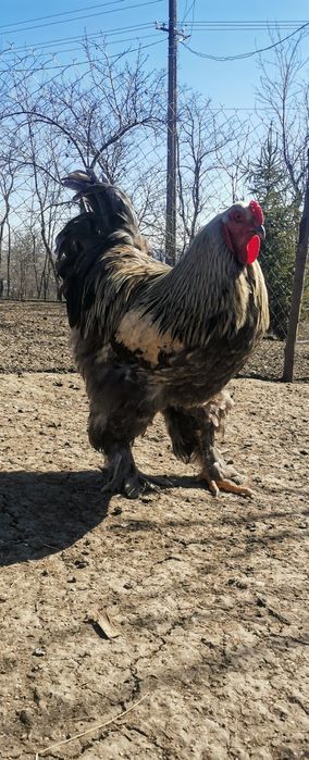 Vând cocoș brahma