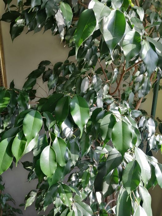 Комнатные цветы:фикус бенджамина, панданус. .