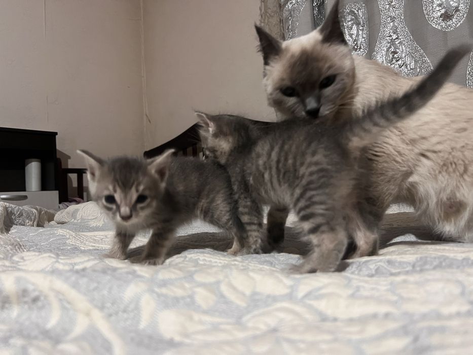 Отдам котят девочек
