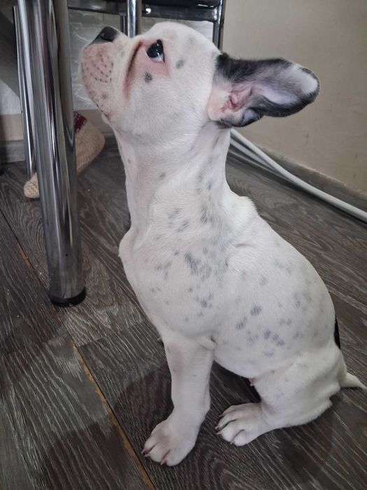 Френски булдог на 5 месеца