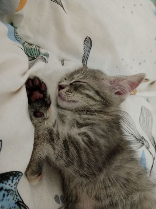 Отдам  красивую кошечку