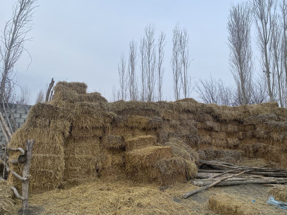 Somon pires qoqon mol qoylar uchun pris  ot òt mol ot