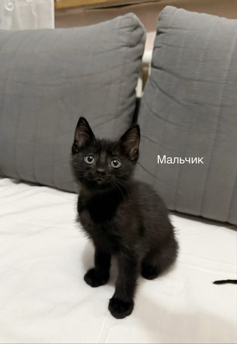 Котята ищут родителей, Алматы