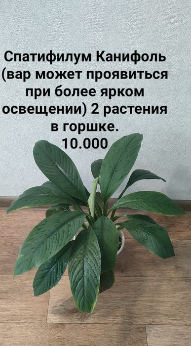 В продаже комнатные цветы