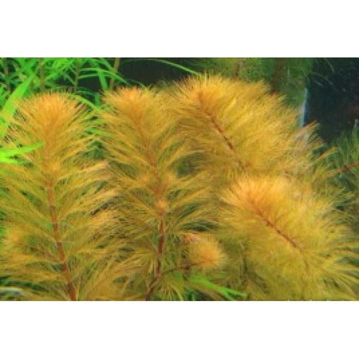 Перистолистник Рорайма