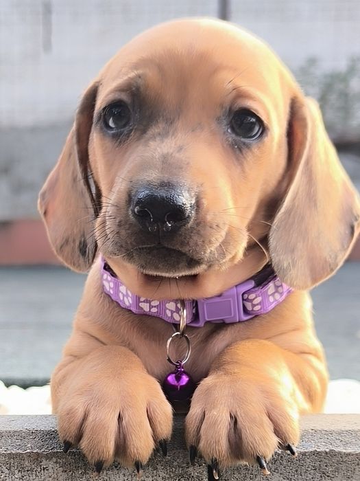 Teckel dachshund