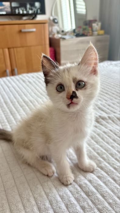 Котенок девочка 2 месяца