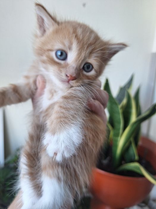 Отдам рыжего котика в добрые руки.